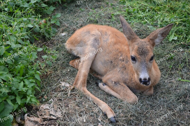 Animal The Carpathians Reserve Free Photos