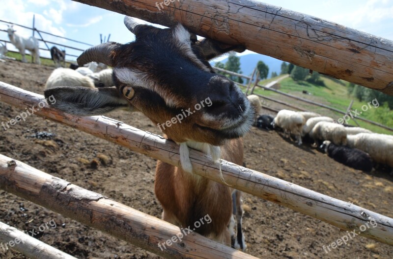 Goat Animal Cattle Free Photos