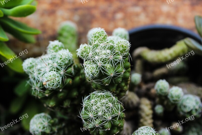 Cactus Spina Plant Green Thorny