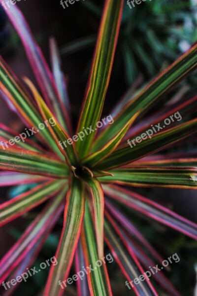 Palm Tree Plant Nature Flowers Flower