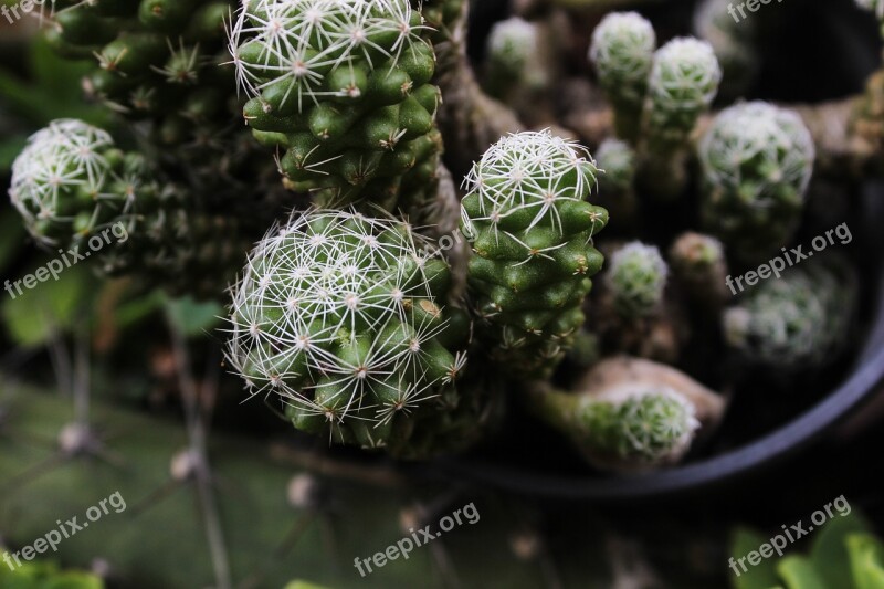 Cactus Spina Plant Green Thorny