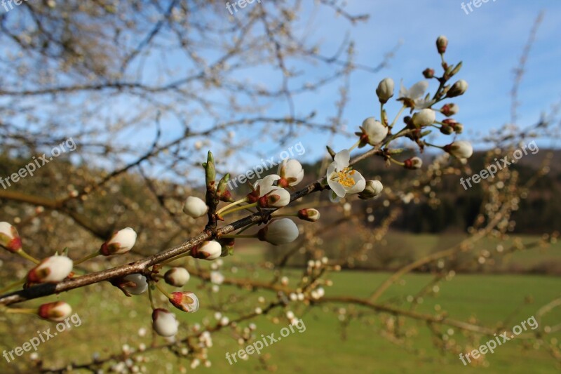 Flowers Branch Spring Nature Bud