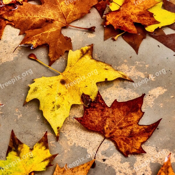 Leaves Fallen Dead Autumn Foliage