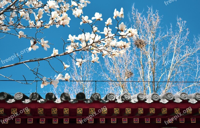 Magnolia Ancient Architecture Eaves China Spring