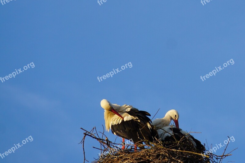 Stork Nest Stork Couple Clean Plumage