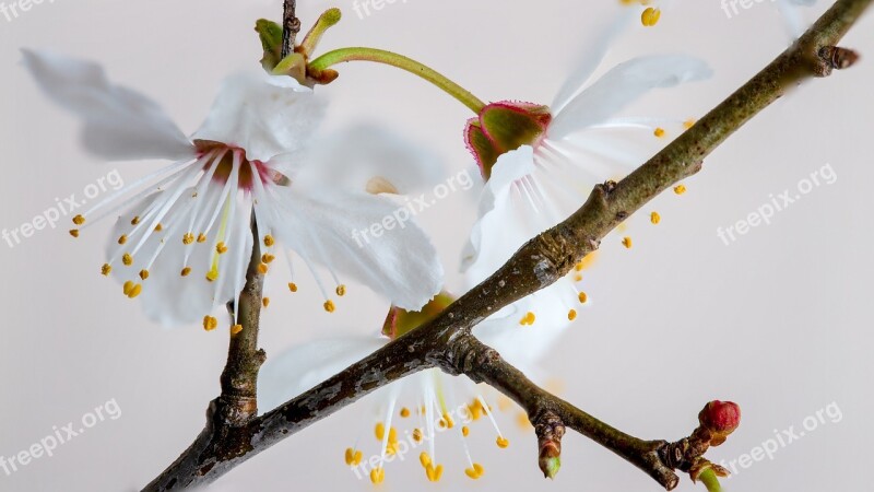 Spring Japan Flowers Nature Plant