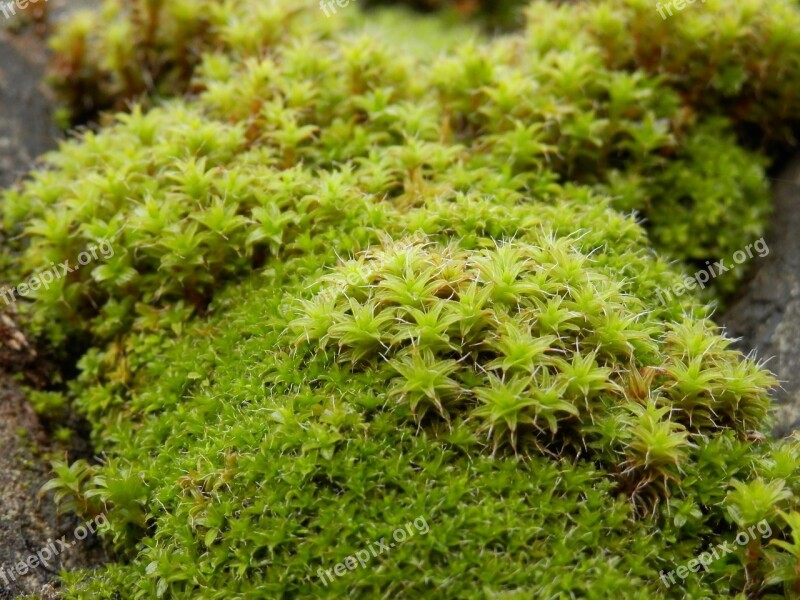 Moss Green Undergrowth Free Photos