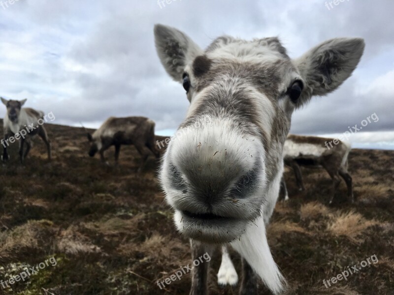 Scotland Hiking Outdoors Nature Adventure