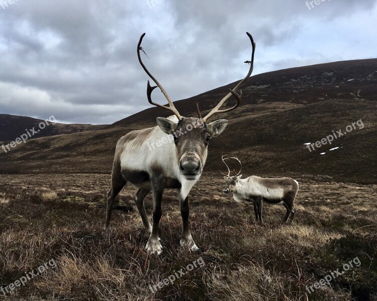 Scotland Hiking Outdoors Nature Adventure