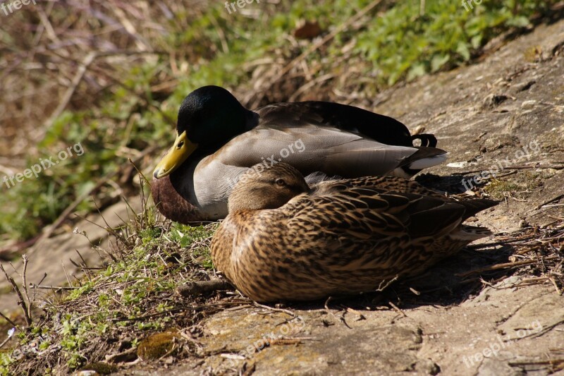 Ducks Duck Bird Animal Nature