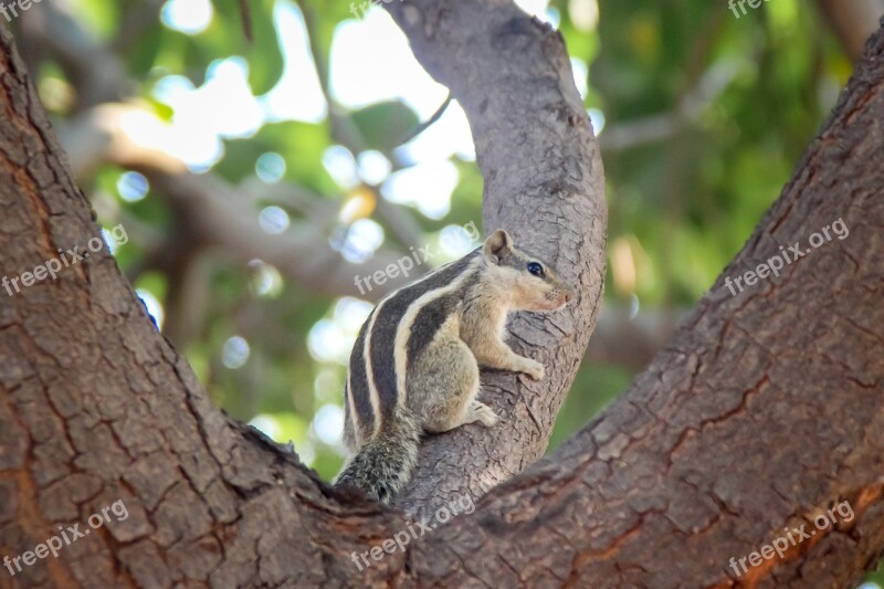 Tree Nature Cuteness Goodness Love