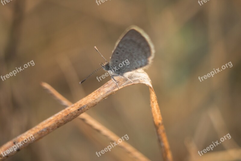 Butterfly Macro Nature Animal Wing