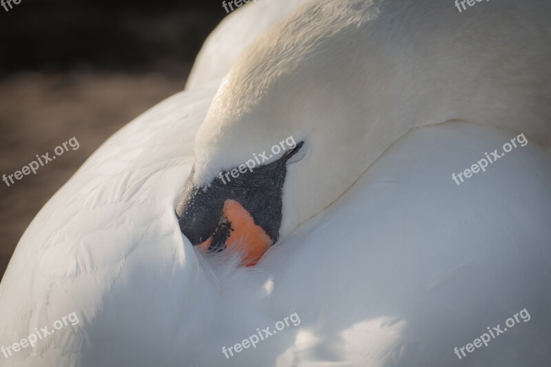 Swan Bird Water Bird Plumage Sleep