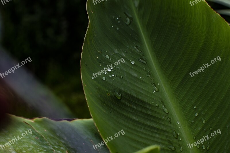 Leaf Plant Natural Grass Free Photos