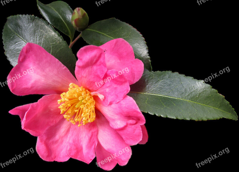 Camellia Flower Garden Nature Free Photos