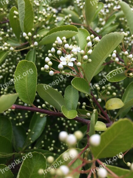 Macro White Flower Nature Plant