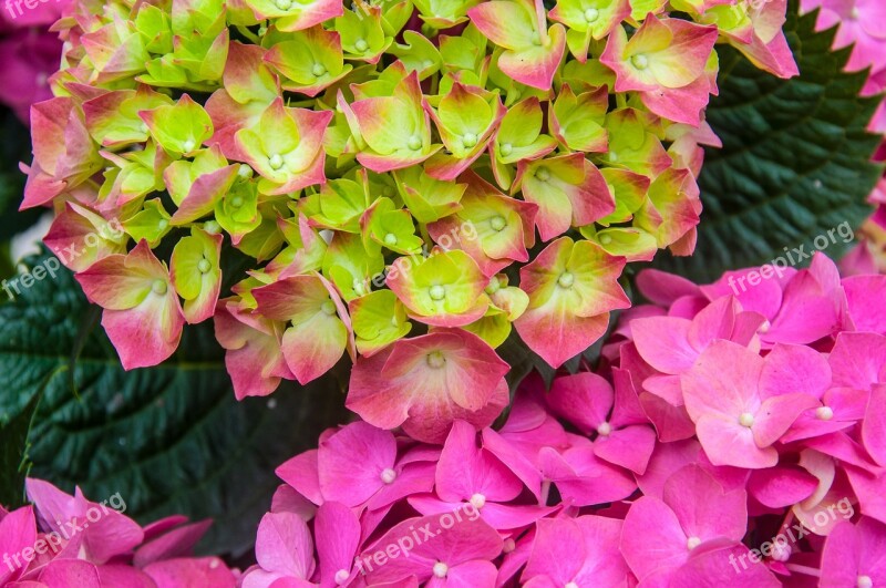 Hydrangea Blossom Bloom Nature Flower