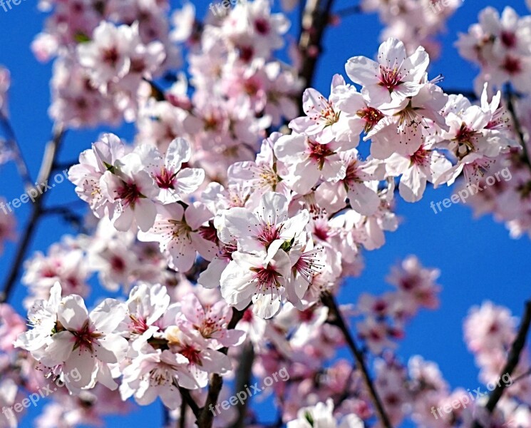 Almond Tree Blossom Bloom Spring Pink