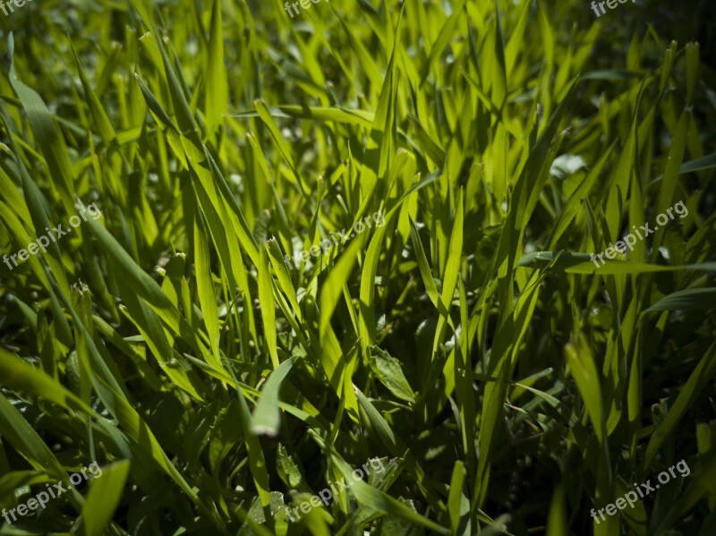 Grass Green Field Area Nature