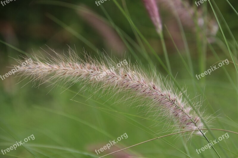 Miscanthus Wilderness Riverside Grass Free Photos