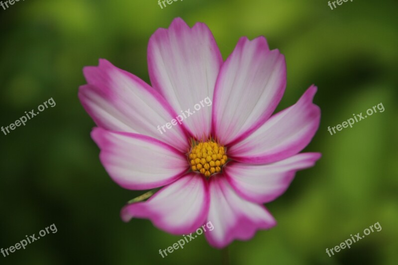 Cosmos Flower Beauty Natural Flowers