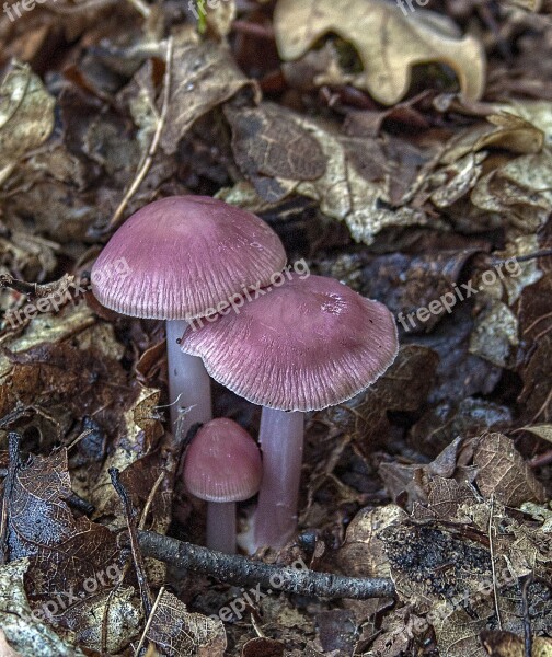 Pink-bonnet Mushroom Fungus Nature Season