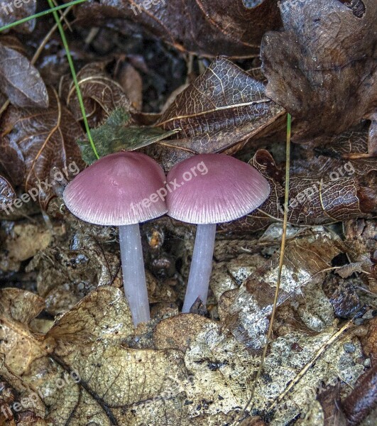 Pink-bonnet Mushroom Fungus Nature Season