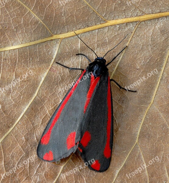 Moth Cinnabar Red Black Pattern