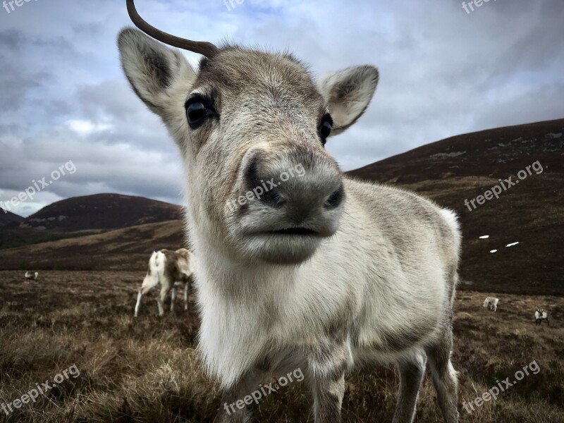 Scotland Hiking Outdoors Nature Adventure