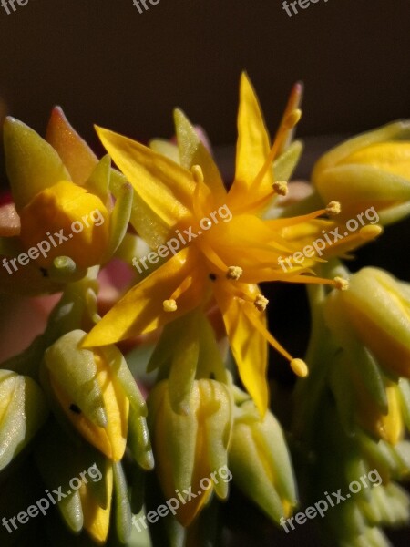 Flower Succulents Yellow Bloom Free Photos