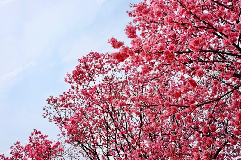 Cherry Blossom Pink Trees Full Blooming Birds