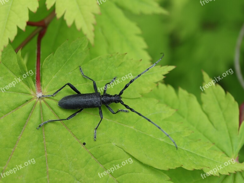 Longhorn Beetle Bock Beetle Insect Maple