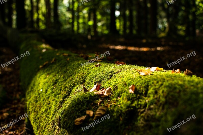 Moss Log Forest Green Nature