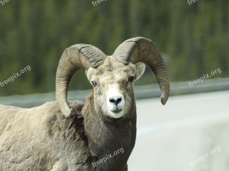 Wild Bighorn Sheep Animal Head Canada