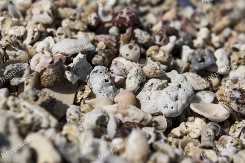 Shells Rocks Stones Sand Sea