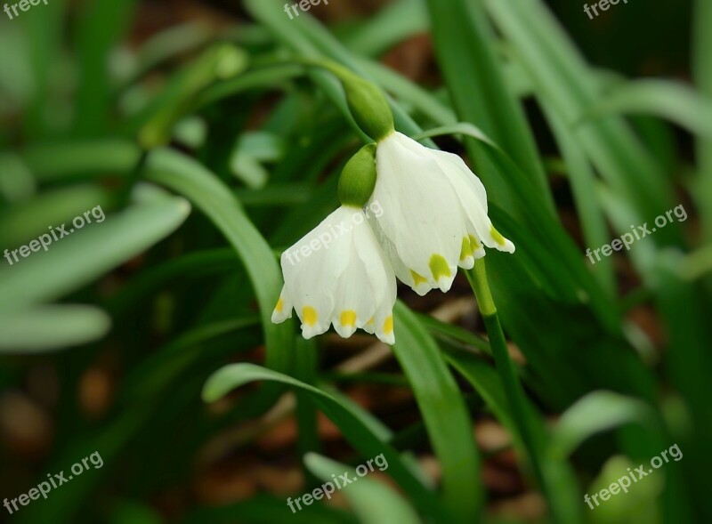 Snowdrop Rubella Flowers Spring Nature