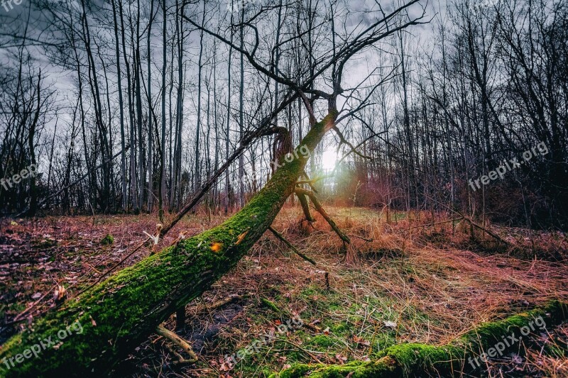 Early Spring Forest Nature Park Meadow