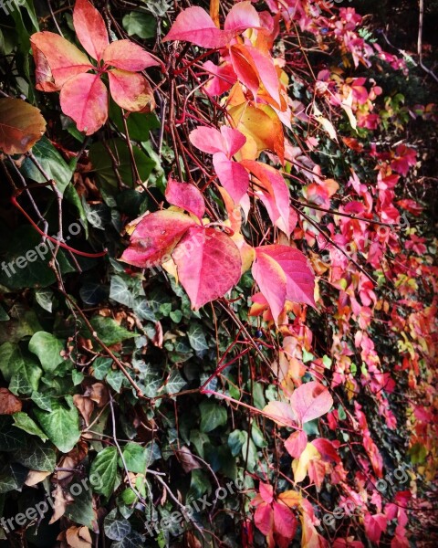 The Leaves Are Leaves Ivy Natural Pattern