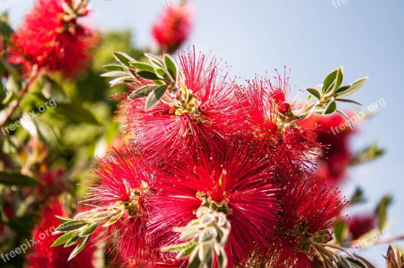 Callistemon Citrinus Bottlebrush Lampenputzer Pipecleaner Blossom