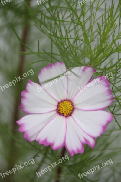 Cosmos Flower Cosmos Pink Garden Flowering