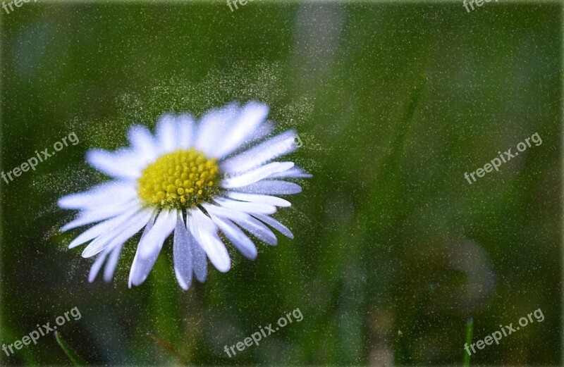 Daisy Blossom Bloom Meadow Pointed Flower