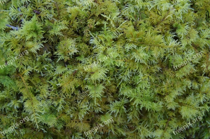 Moss Green Texture Structure Background