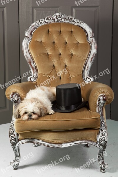 Dog Chair Top Hat Puppy Pet