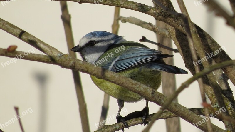 Bird Tit Spring Forest Bush