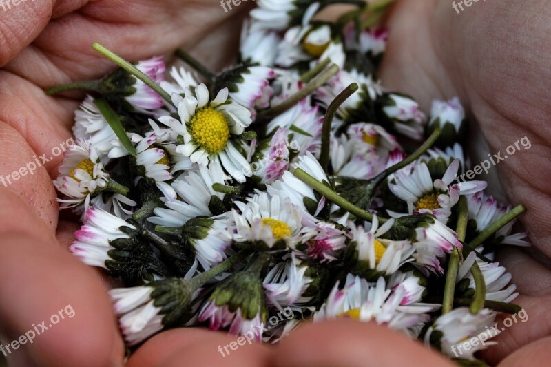 Daisy Flower Hands Nature Spring