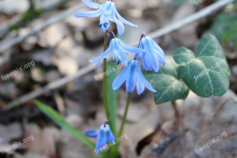 Blue Star Scilla Early Bloomer Harbinger Of Spring Flower