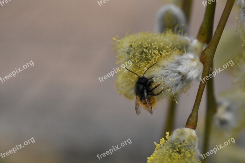 Flower Bee Close Up Insect Garden