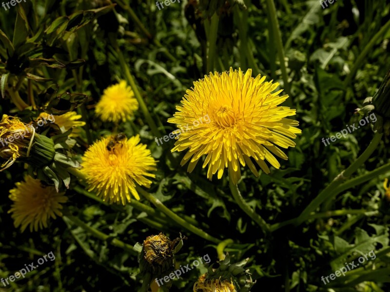 Dandelion Yellow Nature Plant Meadow