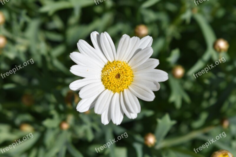 Flower White Yellow Blossom Bloom