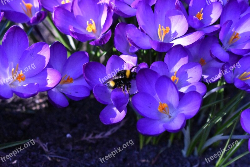 Blue Bee Plant Nature Garden